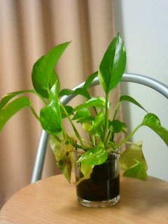 201002072125000.jpg